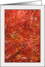 Red Maple Foliage Canopy, an Acer Rubrum Card
