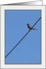 Bird On a Wire card