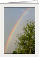 Rainbow Birch Tree card