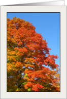 Acer Saccharum, the Sugar Maple Card