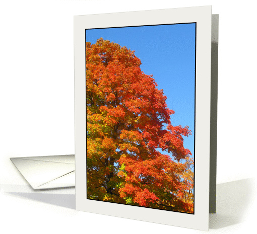 Fall, Favorite Time of Year, Acer Saccharum, the Sugar Maple card