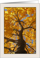 Acer Saccharum, Looking Up Sugar Maple in Fall card