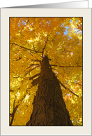 Yellow Acer Saccharum, Straight Sugar Maple Trunk in Fall card