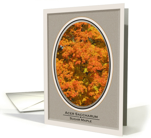 Acer Saccharum, Oval Sugar Maple in Fall card (865312)