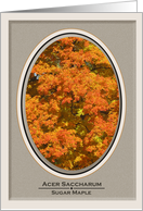 Get Well with the Sugar Maple, Acer Saccharum, in Fall card