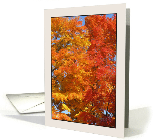 The Married Sugar Maple, Acer Saccharum, in Fall card (865321)