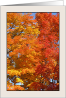 The Married Sugar Maple, Acer Saccharum, in Fall card