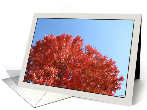 Red Fall of Red Maple, an Acer Rubrum card (866861)