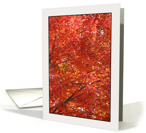 Red Maple Foliage Canopy, an Acer Rubrum card (866865)