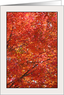 Red Maple Foliage Canopy, an Acer Rubrum Card