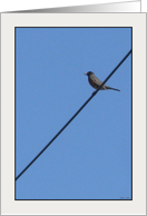Bird On a Wire card