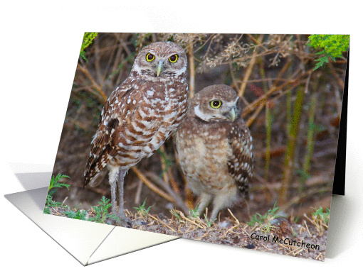 Burrowing Owls card (1176904)