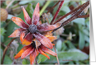 Frozen Flower