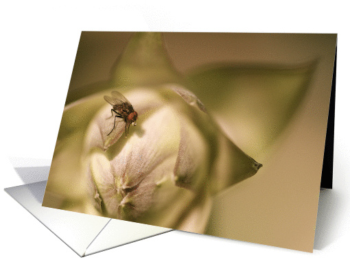 Thinking of You card (835427)
