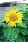 Encouragement, Sunflower Card (vertical) card