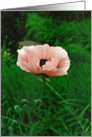Pink Poppy Beauty Surrounds Creator Cares card