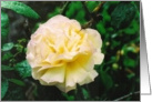 Peace Rose After Rain card