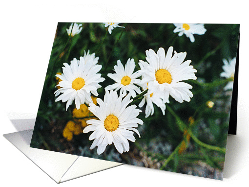 Encouragement, Three Daisies Fresh Day card (836553)