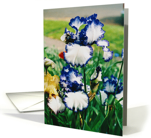 White Iris with Blue Edge Beautiful Day card (836748)