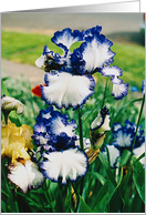 White Iris with Blue Edge Beautiful Day card