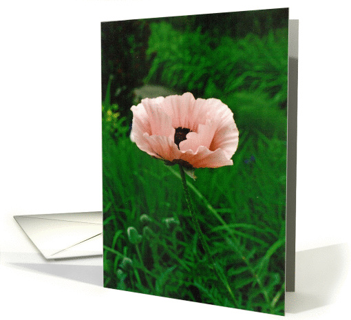 Pink Poppy Beauty Surrounds Creator Cares card (837872)