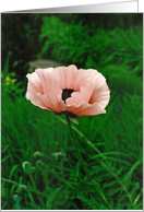 Pink Poppy Get Well card