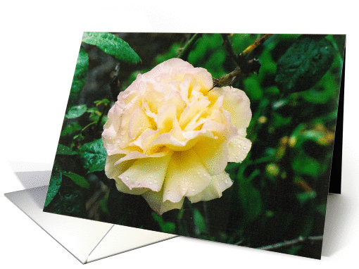 Peace Rose After Rain card (851741)