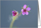 Sympathy, Purple flowers card