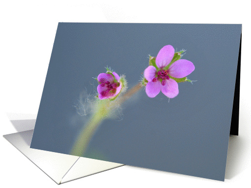 Sympathy, Purple flowers card (836424)