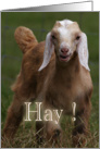 HAY! Miss You, Cute Baby Goat card