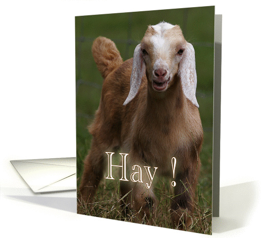 HAY! Miss You, Cute Baby Goat card (836343)