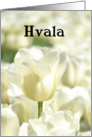 Hvala means Thank You in Slovenian card