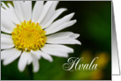 Hvala means Thank You in Slovenian White Daisy card