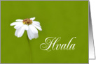 Hvala means Thank You in Slovenian White Daisy card