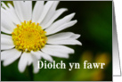 Diolch yn fawr means Thank You in Welsh - Macro of White Daisy card