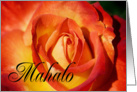 Mahalo means Thank You in Hawaiian - Close up of Orange Rose card