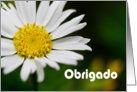 Obrigado means Thank You in Portuguese - Macro of White Daisy card