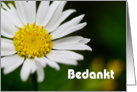 Bedankt means Thank You in Dutch - Macro of white daisy card