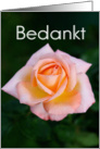 Bedankt means Thank You in Dutch - Light Peach Rose card