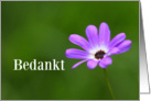 Bedankt means Thank You in Dutch Purple Daisy card