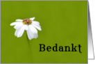 Bedankt means Thank You in Dutch White Daisy card