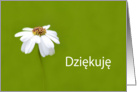 Dziękuję means Thank you in Polish - White Daisy card