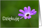 Dziękuję means Thank you in Polish - Purple Daisy card