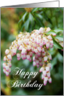 Happy Birthday - white pinkish flower card
