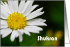 Shukran means Thank you in Arabic - white daisy card