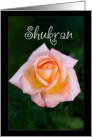 Shukran means Thank you in Arabic - Peach Rose card