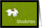 Shukran means Thank you in Arabic - White daisy card