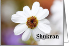 Shukran means Thank you in Arabic - white daisy card