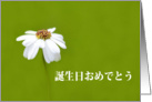 Happy Birthday Japanese, ǪȪ, White daisy card