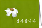 Thank You in Korean մϴ Kamsa hamnida - White daisy card